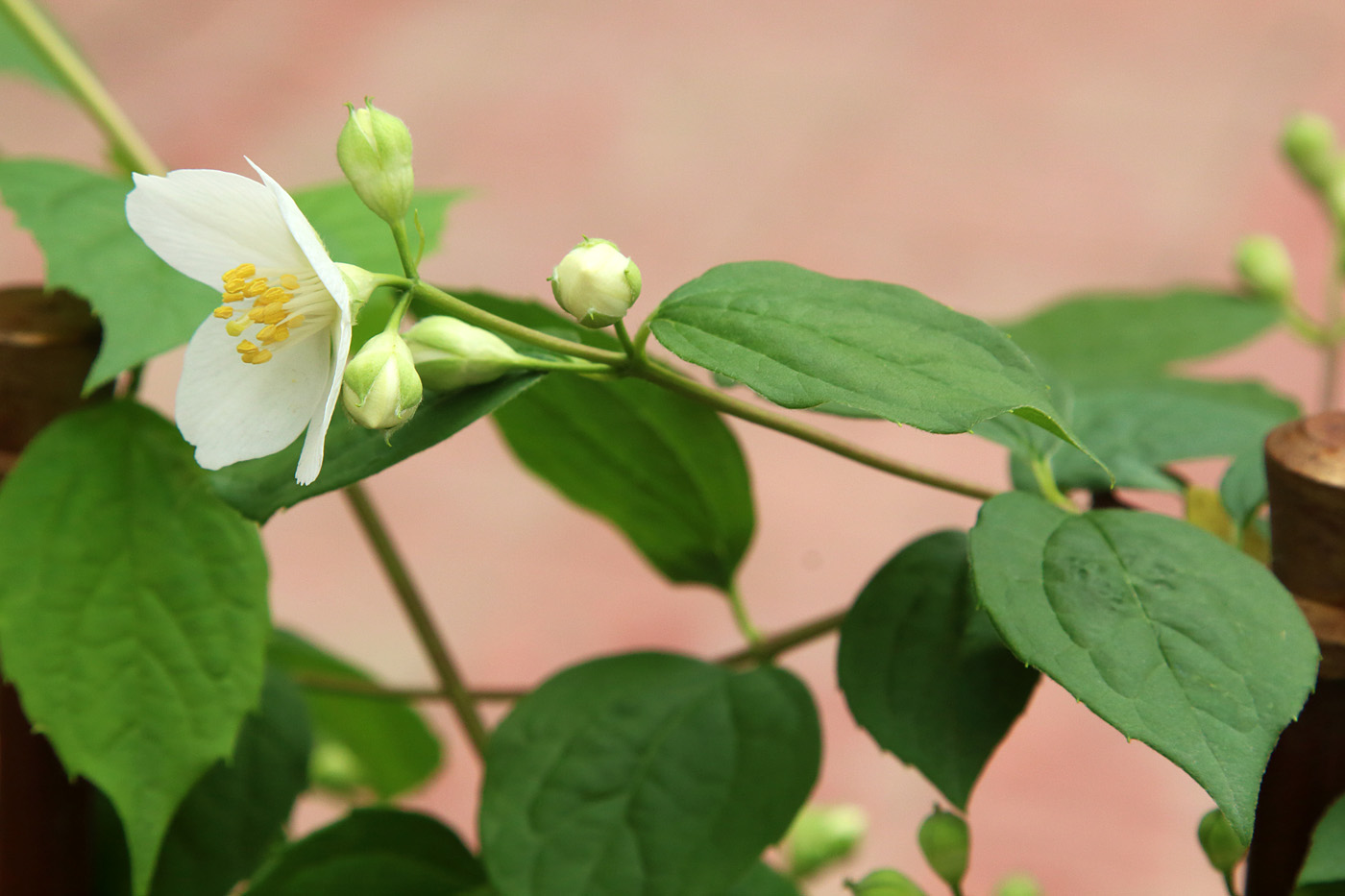 Изображение особи Philadelphus coronarius.