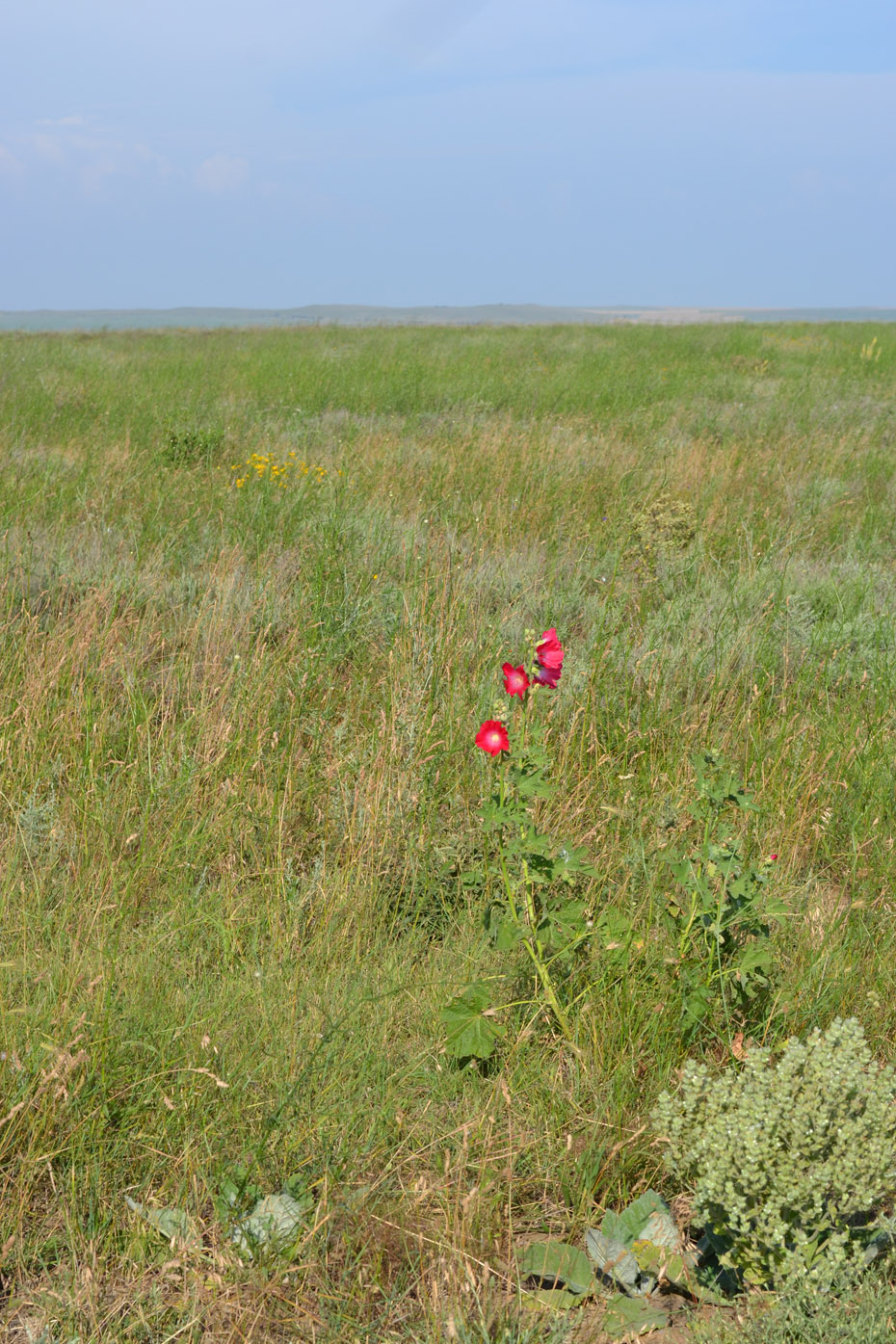 Изображение особи Alcea rosea.