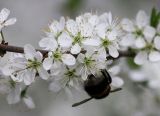 Prunus spinosa