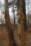 Platanus × acerifolia