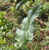 Papaver somniferum