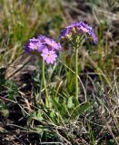 Primula farinosa