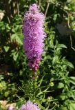 Liatris spicata