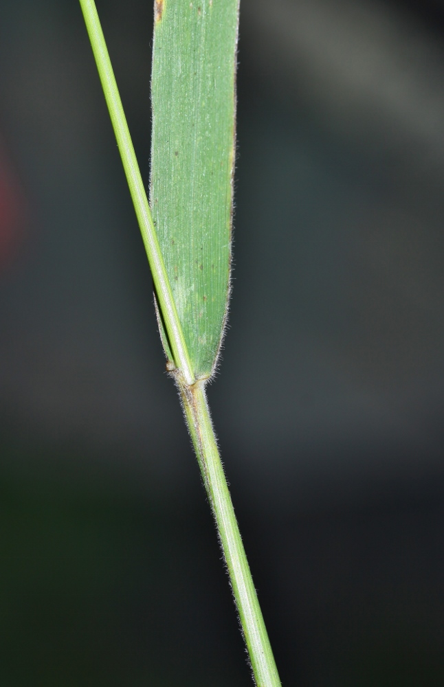 Изображение особи Elymus gmelinii.