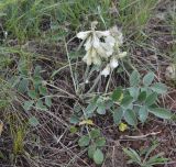 Hedysarum grandiflorum