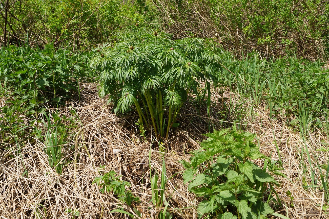 Image of Paeonia anomala specimen.