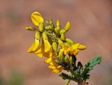 Astragalus mongholicus