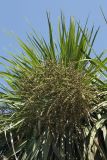 Cordyline australis