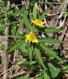 Anemone ranunculoides. Цветущее растение. Республика Адыгея, правый борт долины р. Курджипс напротив Овечьей пещеры, луг в окружении хвойного леса. 01.05.2018.