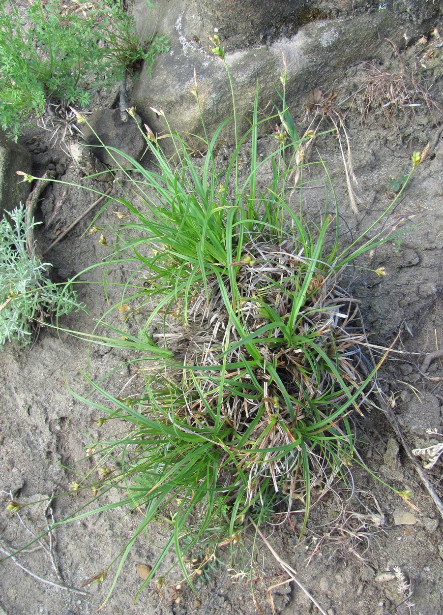 Изображение особи Carex halleriana.