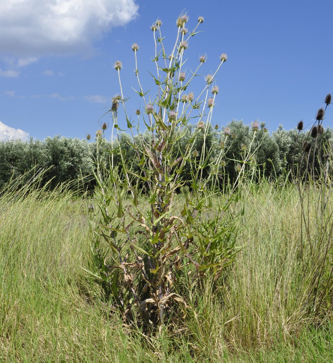 Изображение особи Dipsacus fullonum.