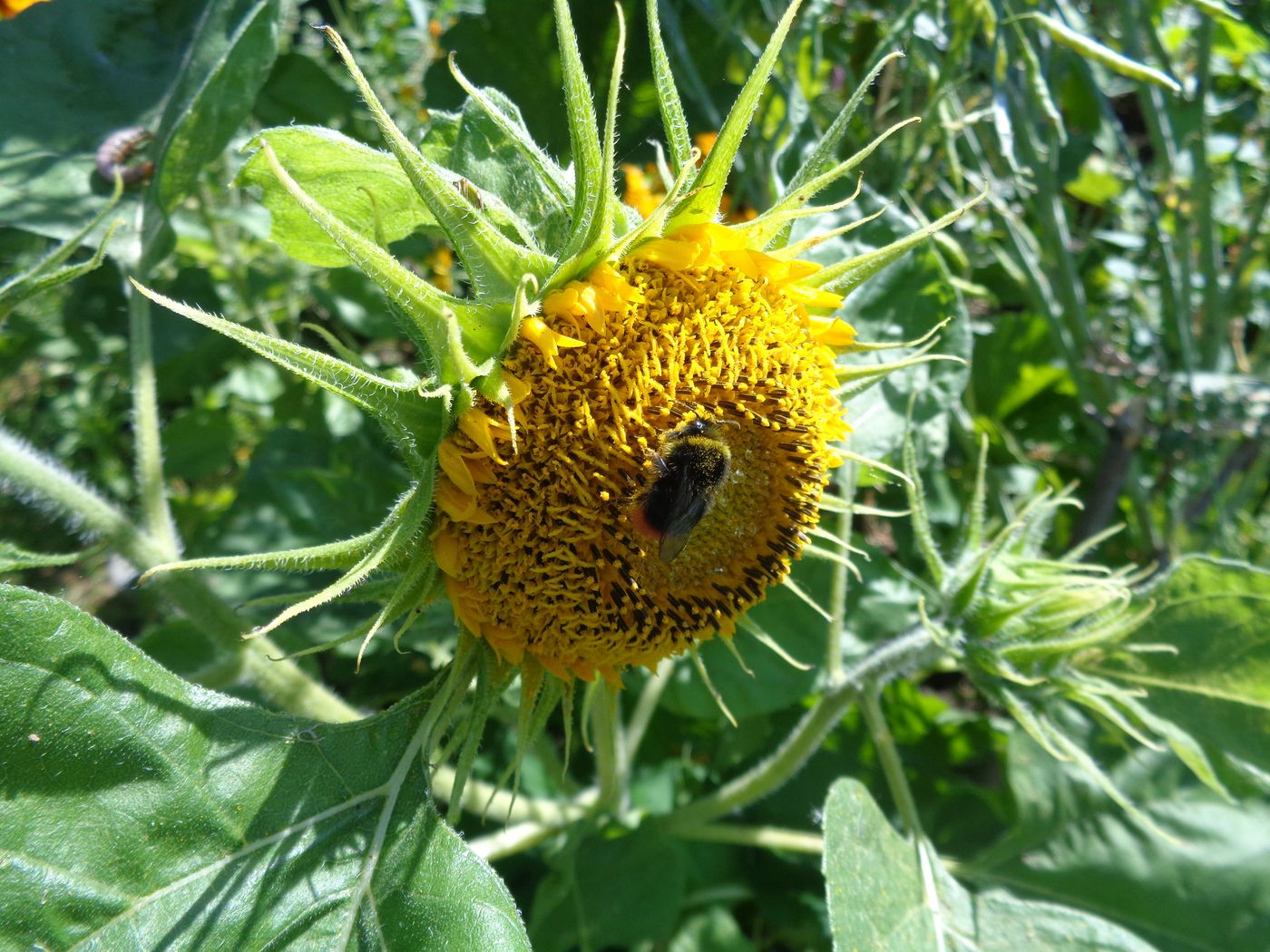 Изображение особи Helianthus annuus.