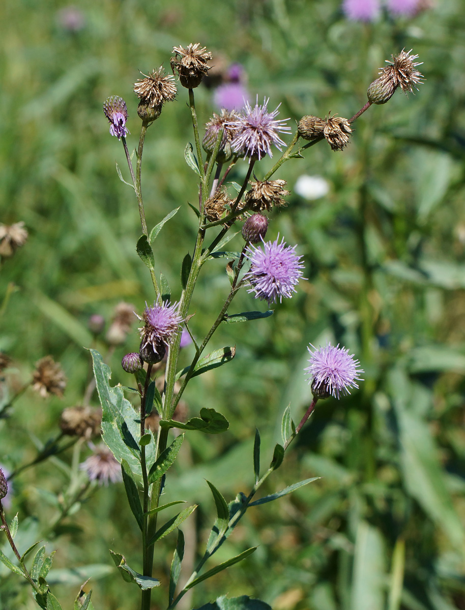 Изображение особи Cirsium setosum.