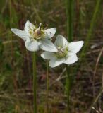 Parnassia palustris. Цветки. Магаданская обл., Ольский р-н, шоссе Магадан-Ола, заболоченный участок вдоль дороги. 22.07.2013.