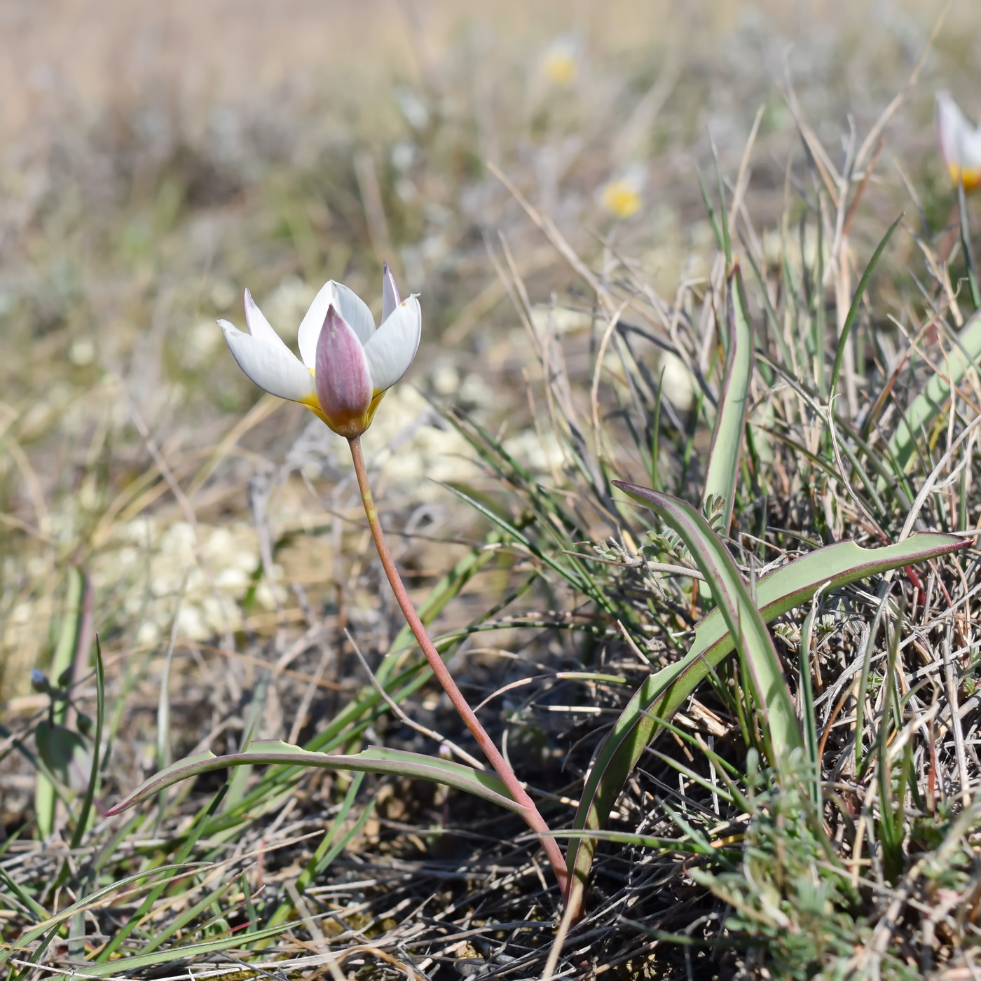 Изображение особи Tulipa biflora.