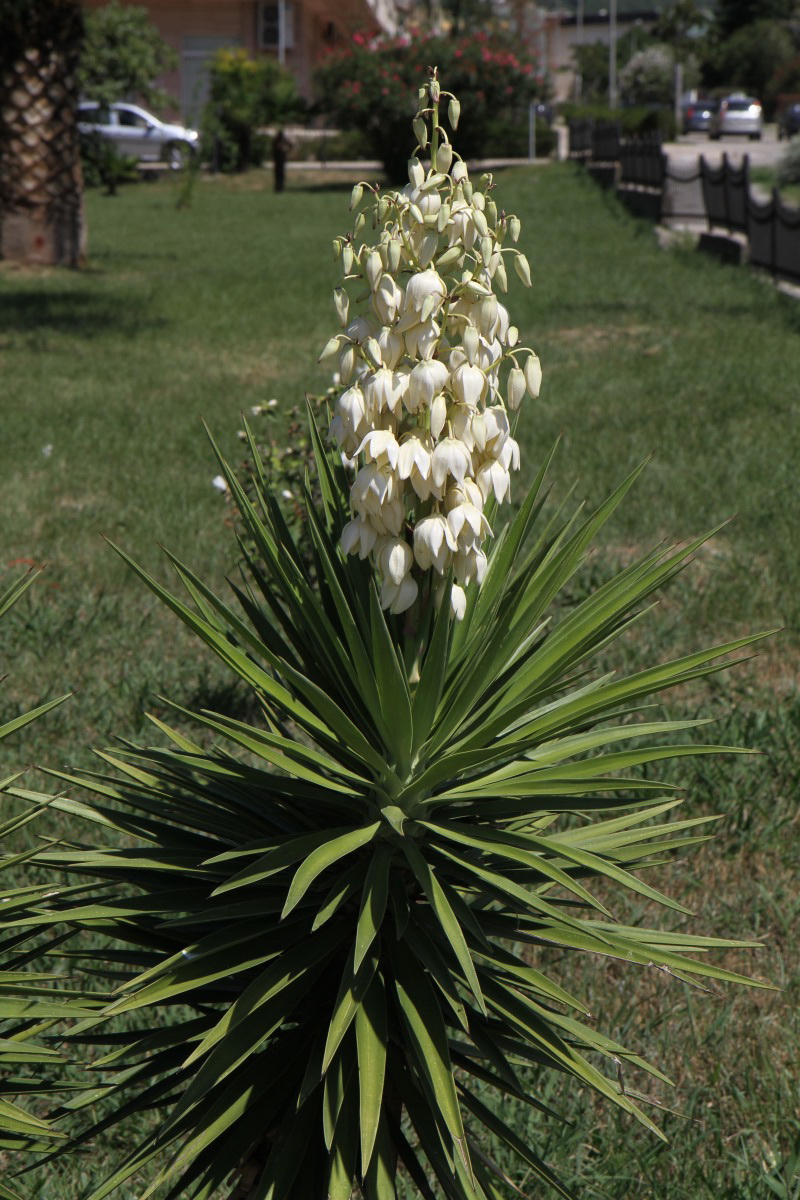 Изображение особи Yucca aloifolia.