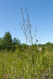 Cichorium intybus