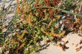 Rumex maritimus