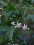 Clematis vitalba