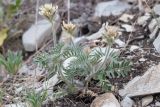 Oxytropis pilosa