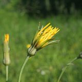 Tragopogon pratensis