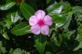 Catharanthus roseus