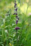 Epipactis atrorubens