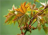 Acer platanoides