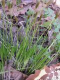 Carex augustinowiczii