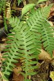 Polypodium sibiricum. Спороносящие вайи (вид на абаксиальную поверхность). Хабаровский край, окр. г. Комсомольск-на-Амуре, широколиственный лес. 17.09.2023.