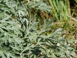 Artemisia absinthium. Лист (вид на абаксиальную поверхность). Пермский край, Кунгурский р-н, левый берег р. Шаква в р-не моста на Рыжково, обочина полевой дороги через разнотравно-злаковый луг. 12 августа 2023 г.