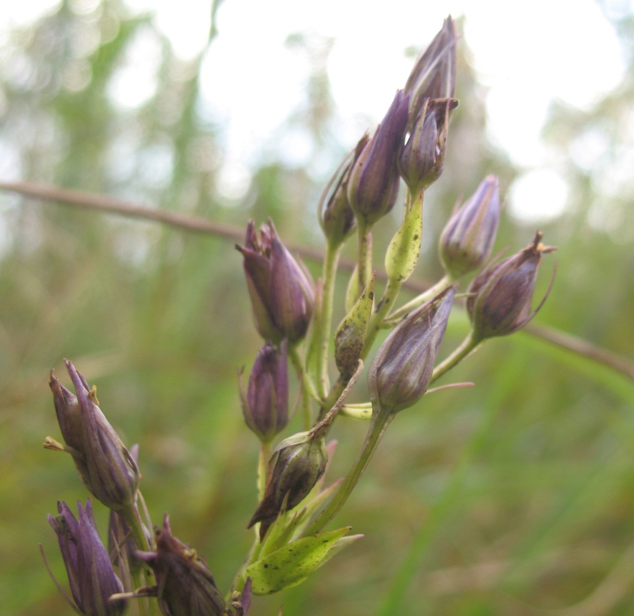 Image of Swertia perennis specimen.