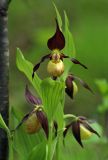 Cypripedium calceolus. Верхушка цветущего растения. Южное Приморье, Сихотэ-Алинь, дол. р. Киевки, окр. с. Лазо. 29.05.2001.