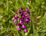 Anacamptis morio подвид caucasica