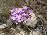 Dianthus pseudarmeria. Соцветие. Крым, Черноморский р-н, солёное озеро Донузлав. 3 июля 2011 г.