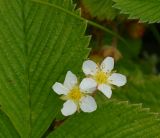 Fragaria yezoensis