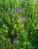 Campanula maleevii