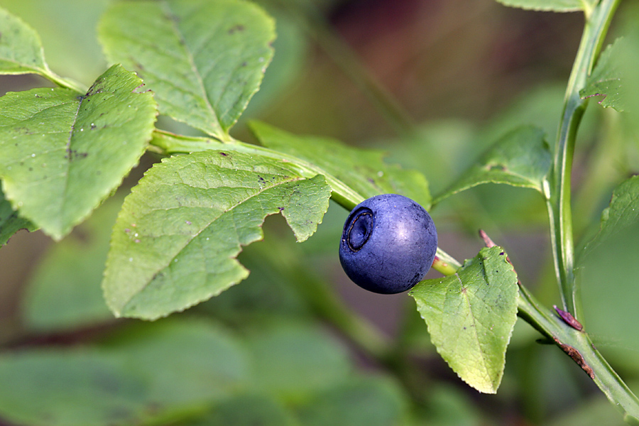 Изображение особи Vaccinium myrtillus.