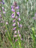 Polygala comosa