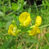 Lathyrus pratensis