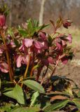 Helleborus orientalis