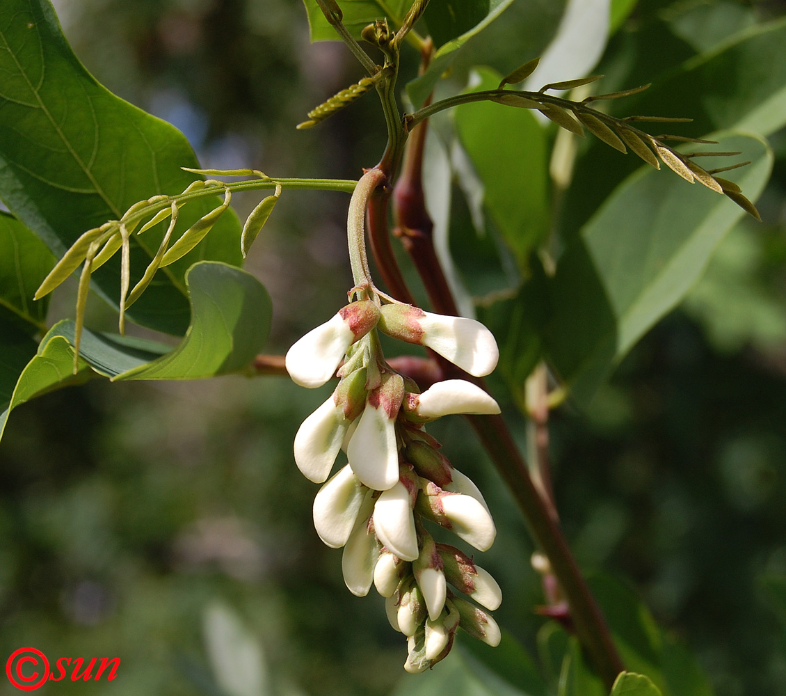 Изображение особи Robinia pseudoacacia.