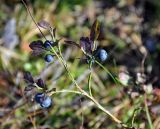 Vaccinium myrtillus