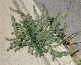 Amaranthus blitoides. Цветущее растение на асфальте. Израиль, Нижняя Галилея, г. Верхний Назарет. 11.08.2014.