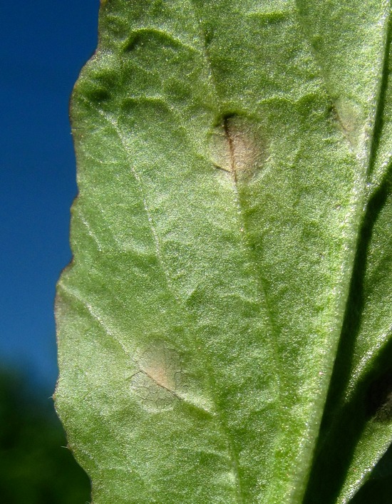 Image of Barbarea stricta specimen.