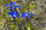 Gentiana angulosa. Цветущие растения. Приэльбрусье, восточный склон горы Чегет. 21 мая 2008 г.