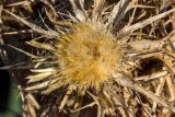 Carlina graeca