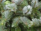 Picea ajanensis. Верхушки побегов. Курильские о-ва, Кунашир, окр. дачного пос. Третьяково. 18 июля 2015 г.