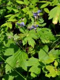 Geranium platyanthum