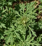 Corydalis nobilis